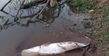 Peixe morto na beira de curso d'água