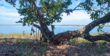 árvore na beira da represa de três marias