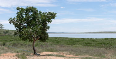 Árvore no Cerrado. Foto de Daniela Paoliello.