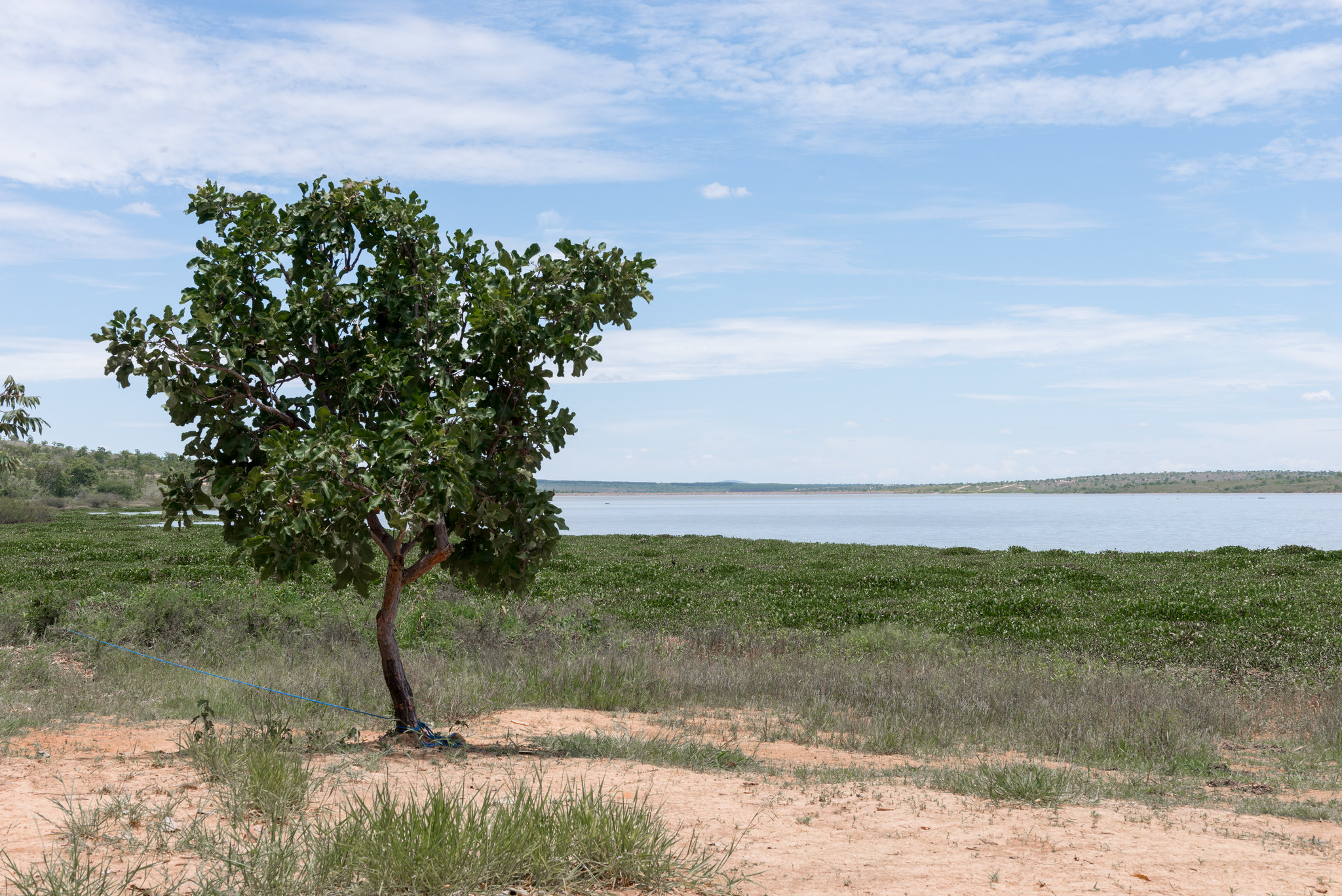 Paisagem do Cerrado, por Daniela Paoliello