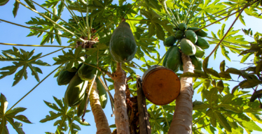 Zona rural de Abaeté (acervo Guaicuy)