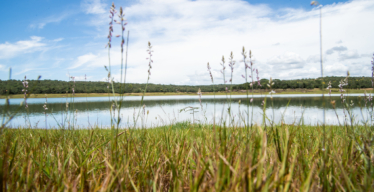 Vista baixa da represa de Três Marias, com capim em primeiro plano e céu azul ao fundo. Acervo Guaicuy,