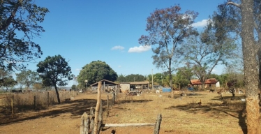 Imagem de área rural com pequenas construções e animais soltos como galinhas, cachorros e vacas.