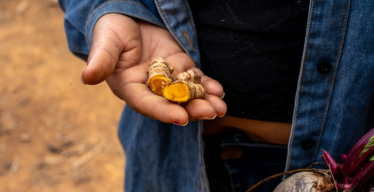 Mão segurando pedaço de açafrão-da-terra